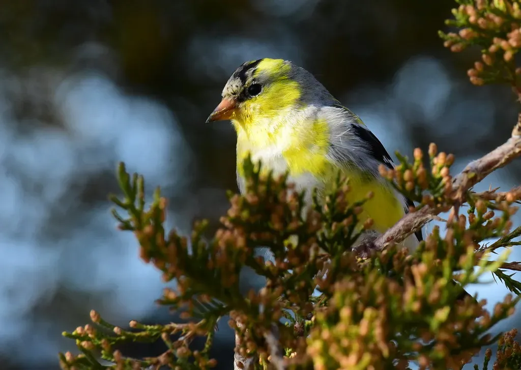 A Bird Worth Watching in a Different Way (Image Credits: Flickr)