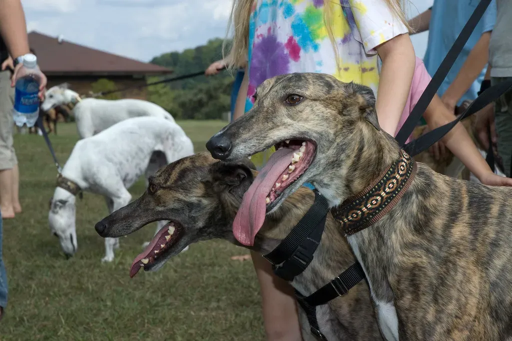 #2. Greyhound (Roswell62, Flickr, CC BY 2.0)