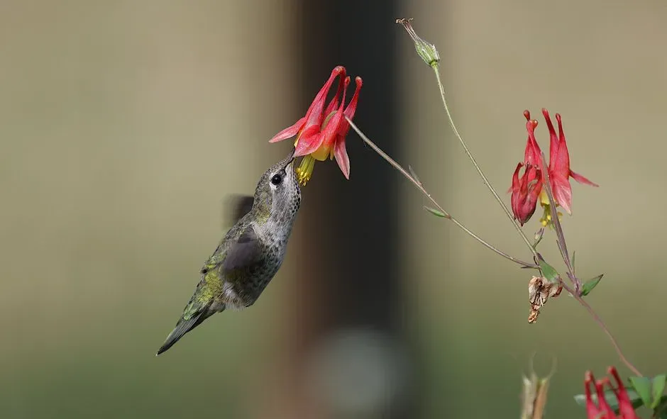 #5 - Columbine: The Delicate Native That Reseeds and Keeps Birds Loyal Through Spring (Image Credits: Pexels)