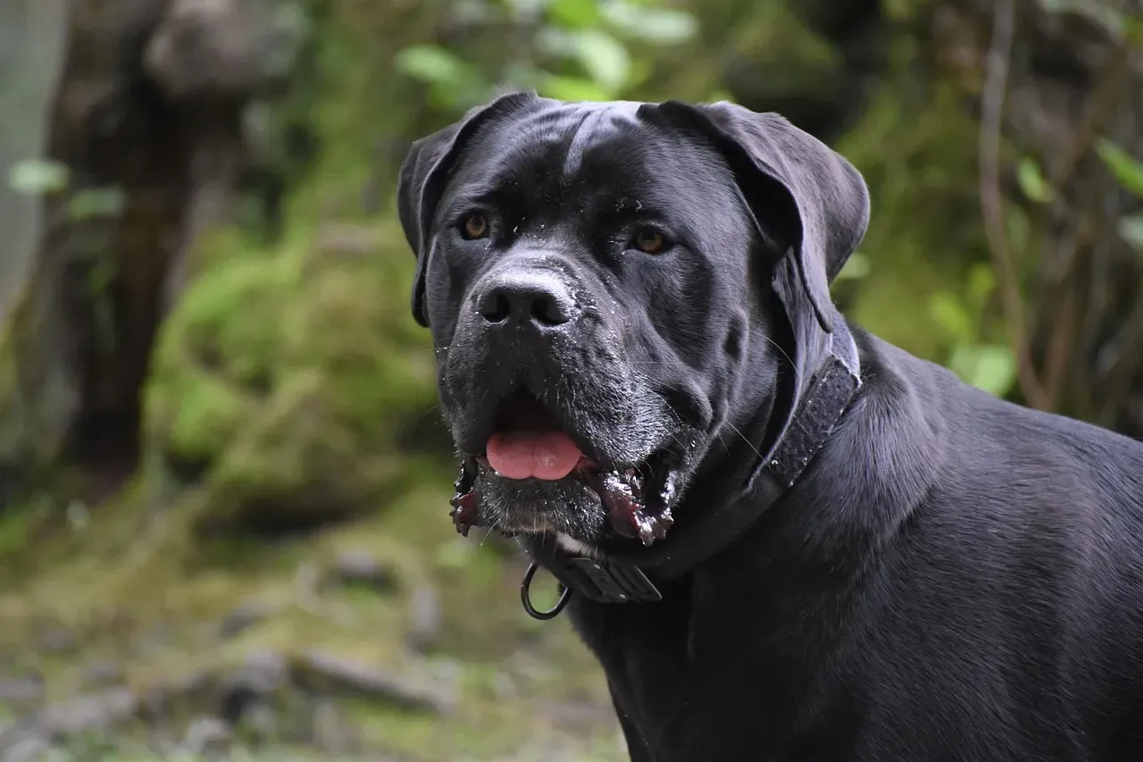 #1 - Cane Corso (Image Credits: Pixabay)