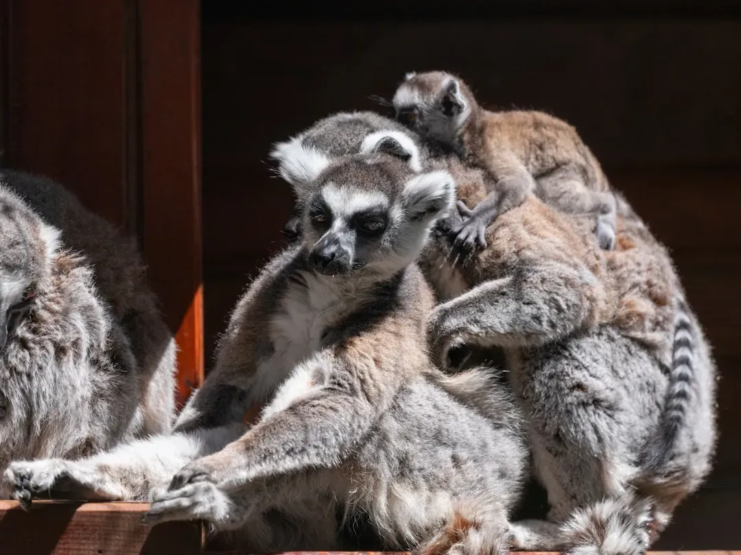 Conclusion: What Animals Teach Us (Image Credits: Unsplash)