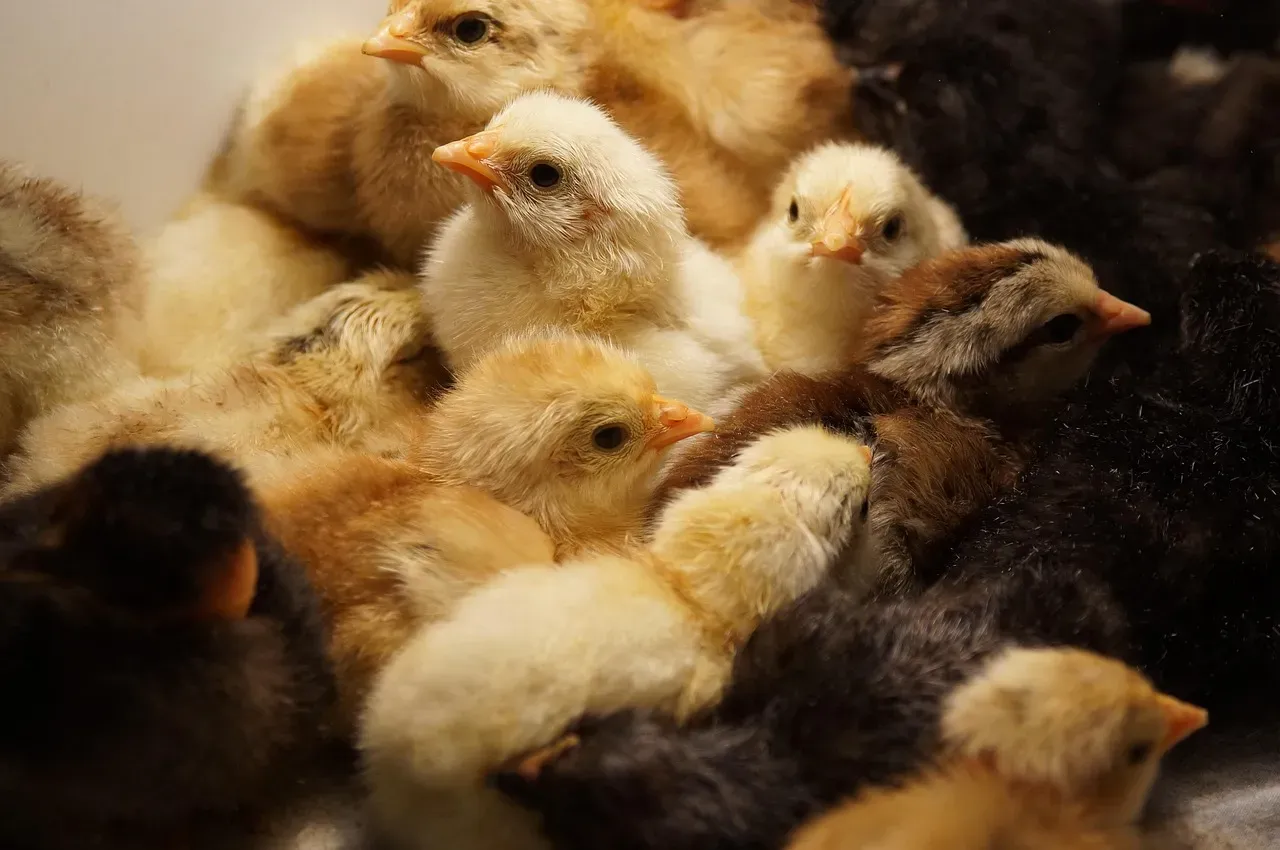 Arkansas: The Natural State's Poultry Pride (Image Credits: Pixabay)