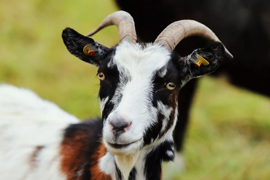 Why This Matters for Animal Cognition Science (Image Credits: Pexels)