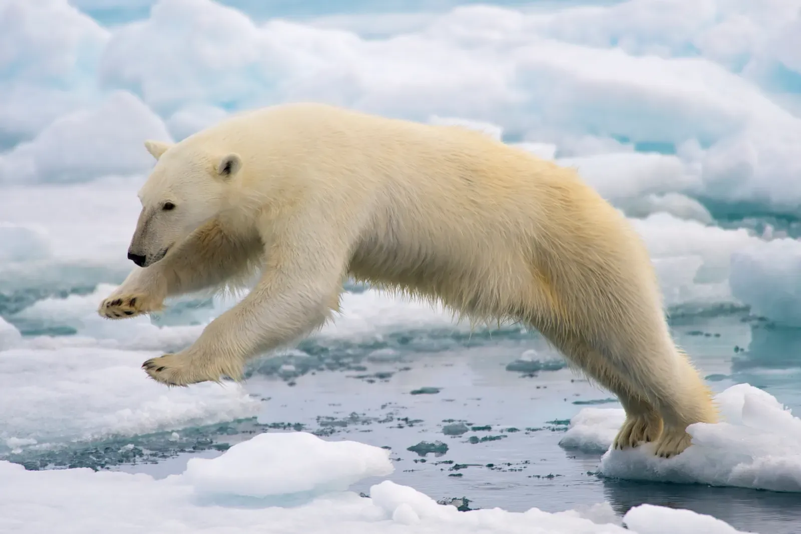 Capricorn: The Polar Bear (Image Credits: Wikimedia)
