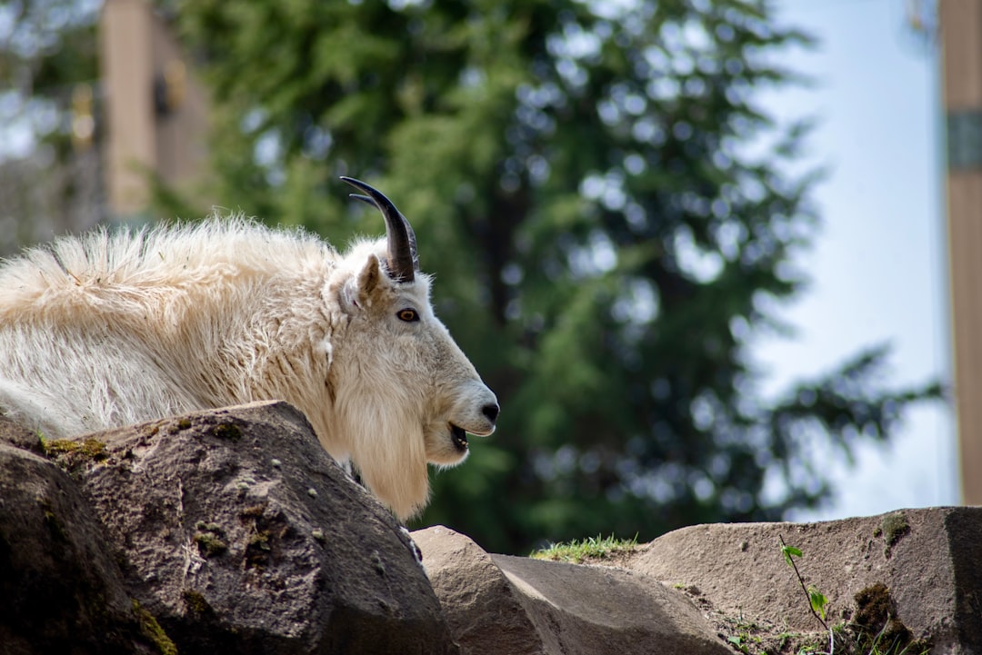 Goats: The Hardy Mountain Climbers (Image Credits: Unsplash)