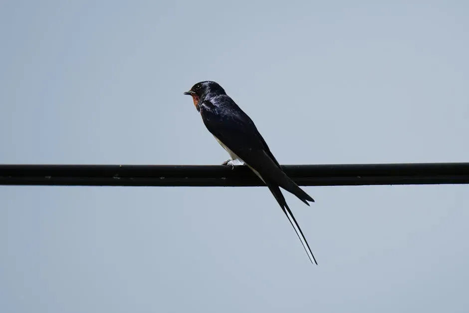 Their Forked Tail Is More Than Just Beautiful - It's Engineering (Image Credits: Pexels)