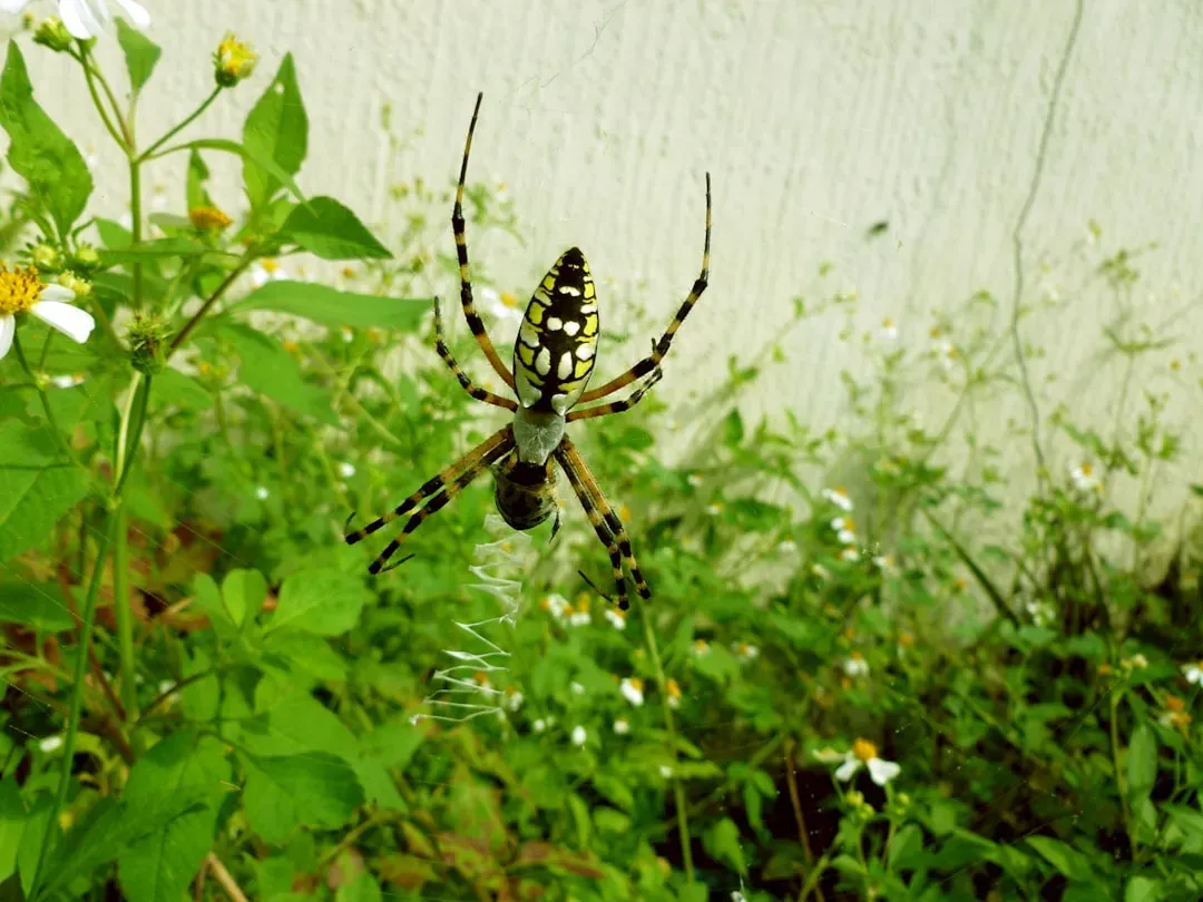 Spiders: Misunderstood Guardians of the Garden (Image Credits: Unsplash)