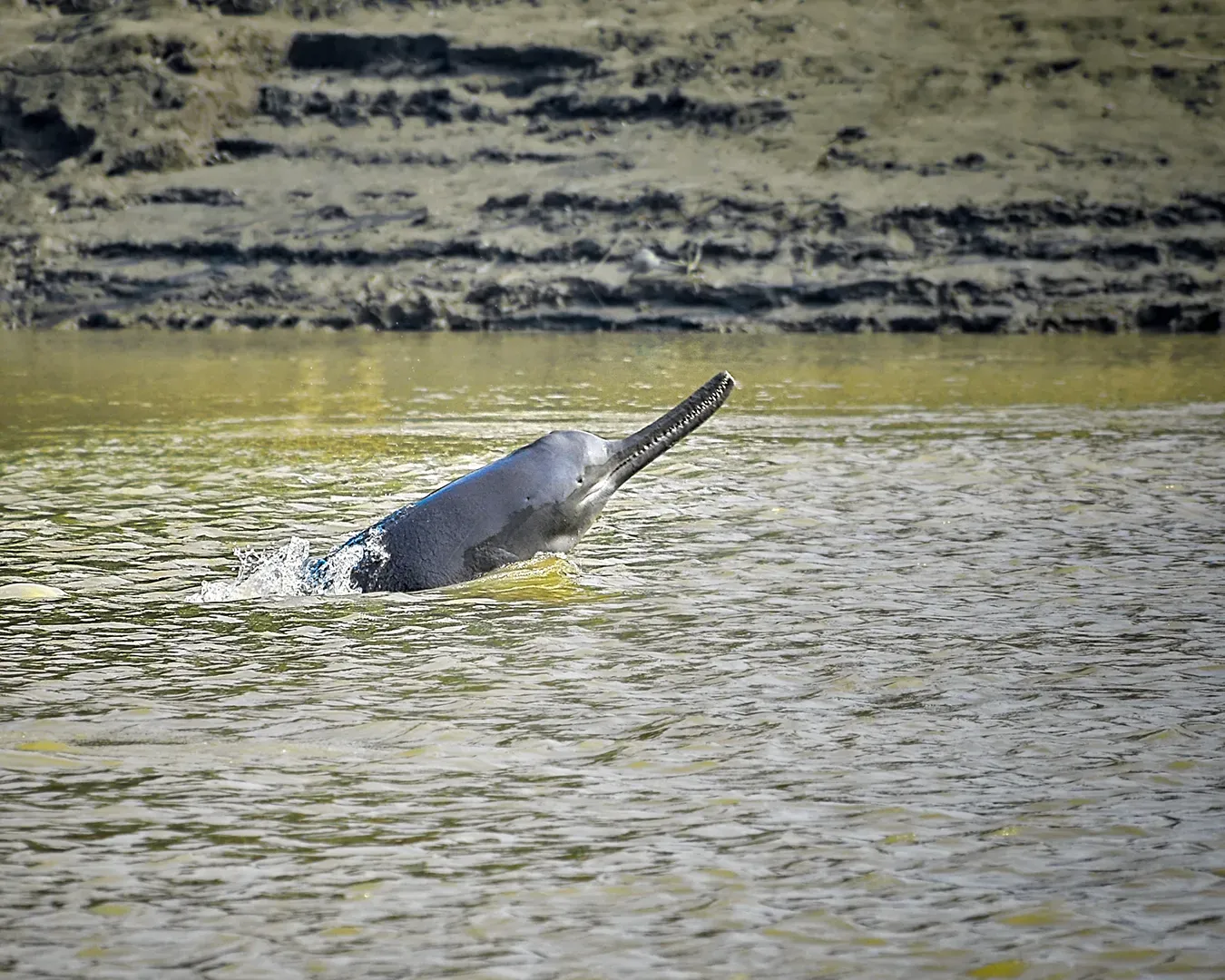 9. The Amazon River Dolphin (Boto) (Image Credits: Wikimedia)