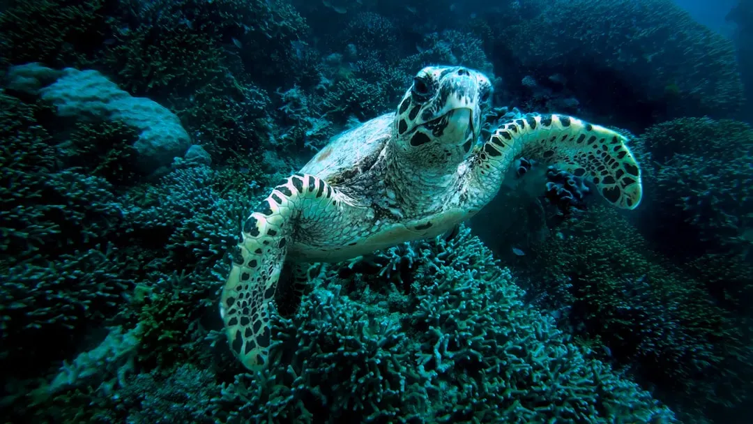 Great Barrier Reef: An Underwater Monument (Image Credits: Unsplash)