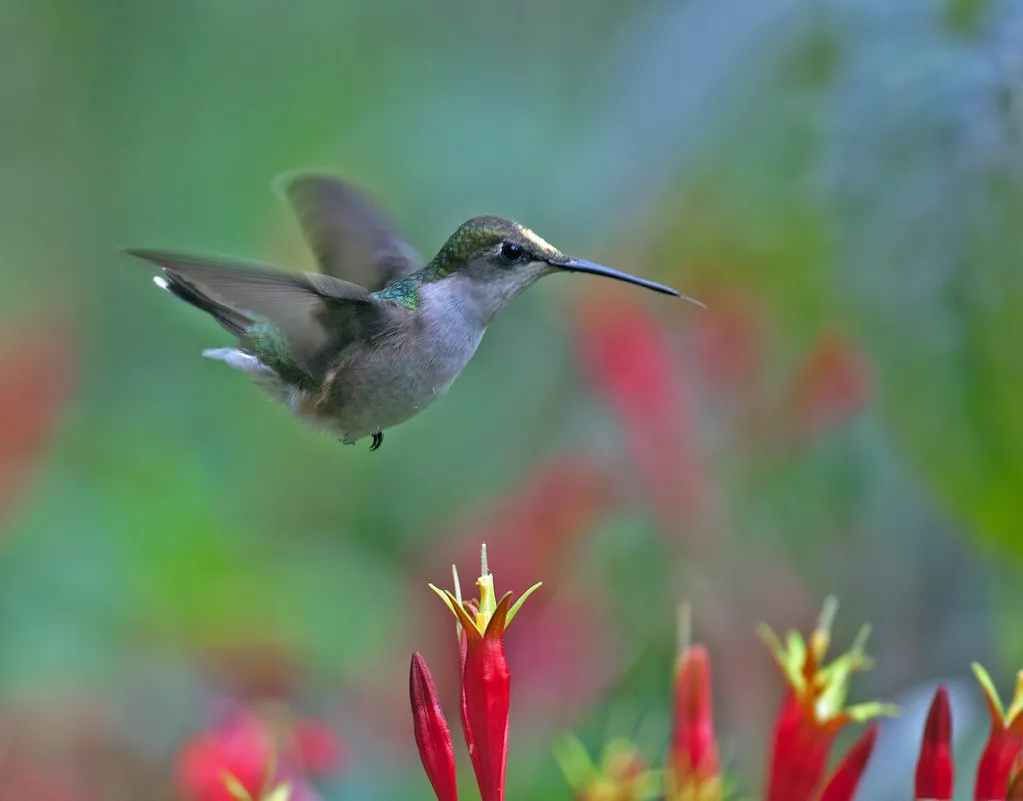 #4 - They Secretly Switch From Flower Fans to Insect Hunters (Image Credits: Flickr)