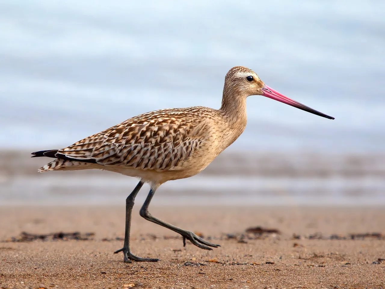 7. Bar-Tailed Godwit: Nonstop Migrant With an Unbelievable Flight (Image Credits: Pixabay)