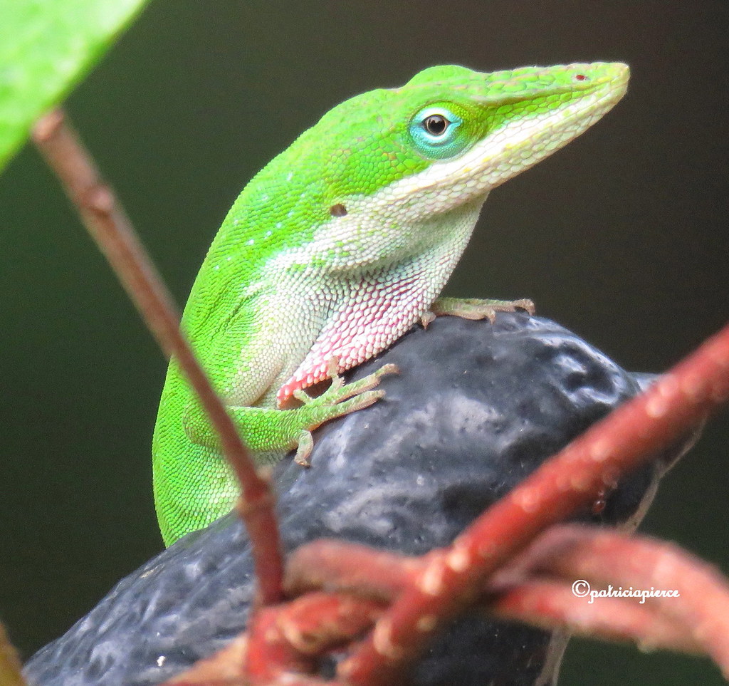 Sagittarius - The Adventurous Green Anole (Image Credits: Flickr)