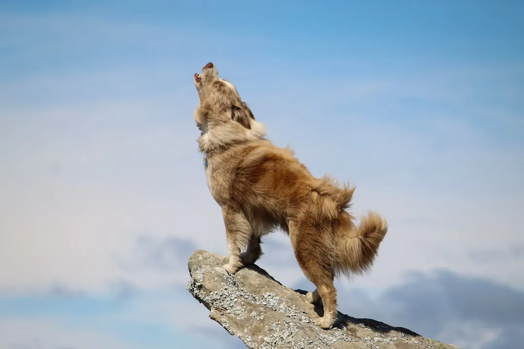 #5 Scent and sound replace physical confrontation between packs (Image Credits: Unsplash)