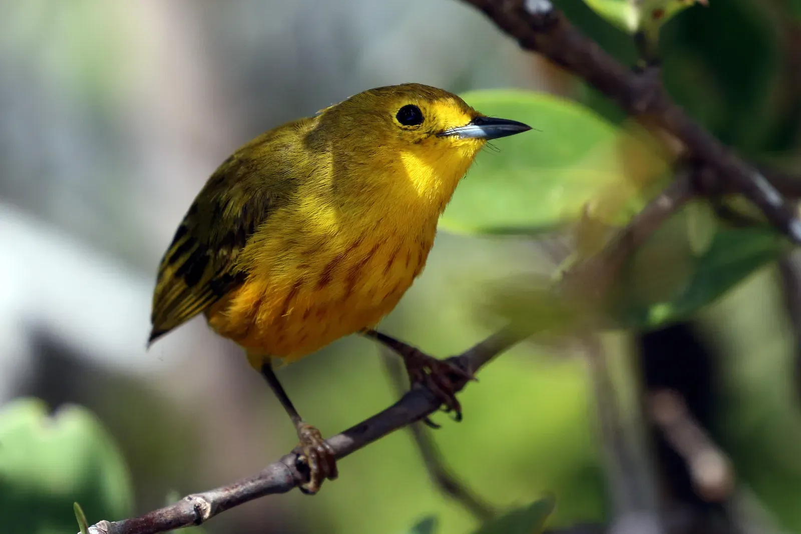 5. Point Pelee National Park, Canada: The Warbler Capital of the World (By Charles J. Sharp, CC BY-SA 4.0)