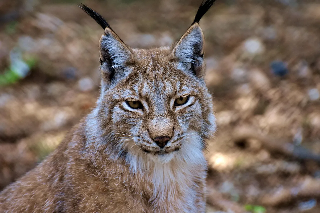 Fur That Blends and Insulates (Image Credits: Pixabay)