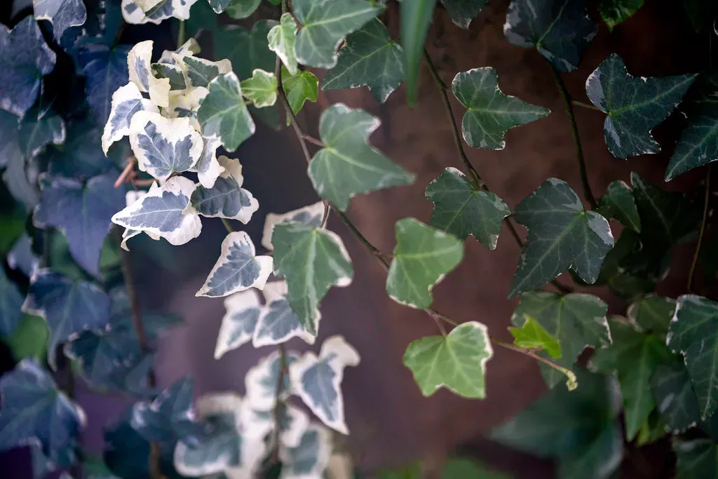 7. Ivy: The Faithful Companion (Image Credits: Flickr)