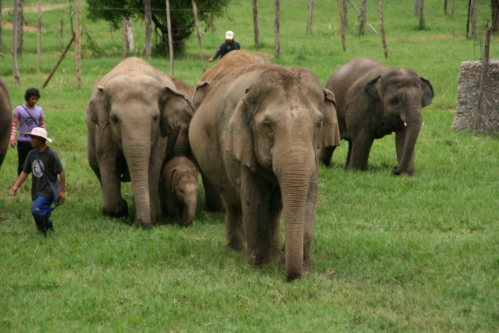 Elephants - The Emotionally Wise Giants (Image Credits: Flickr)