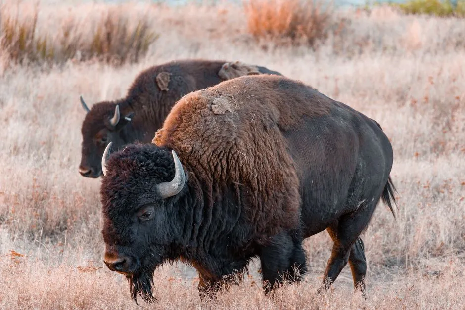 #5 American Bison (Image Credits: Pexels)