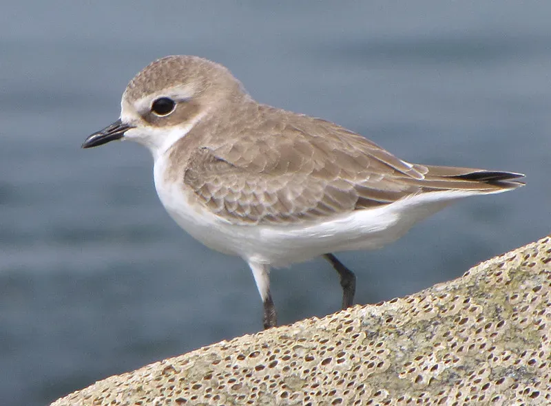 The American Golden-Plover: The Oceanic Risk-Taker (Image Credits: Flickr)