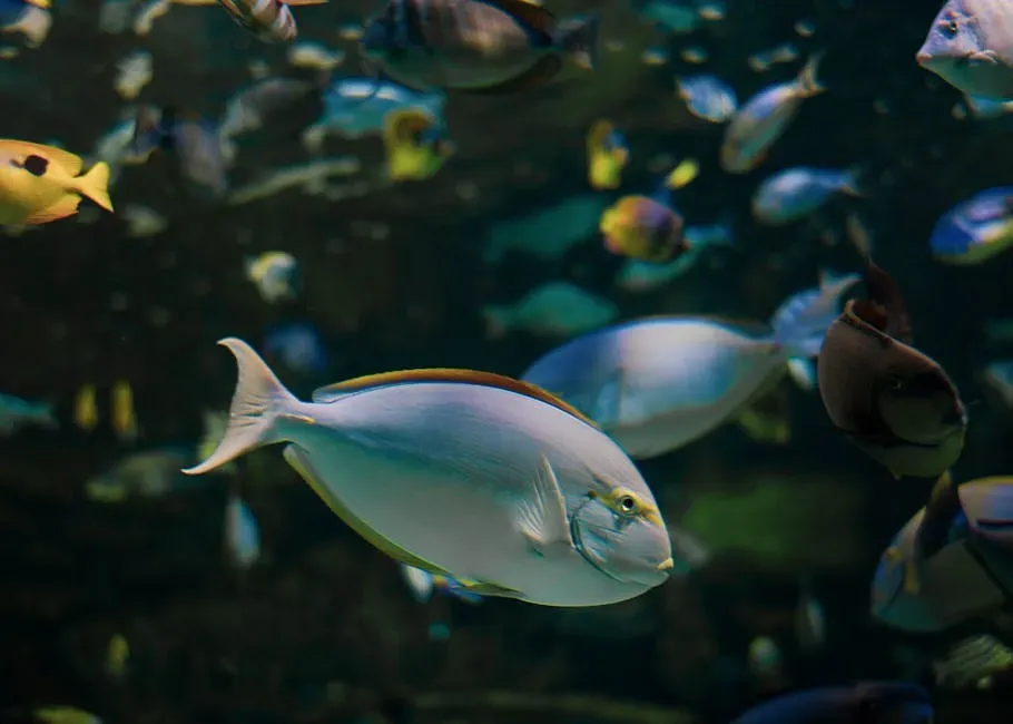 Tennessee: 325 Species and Counting (Image Credits: Pexels)