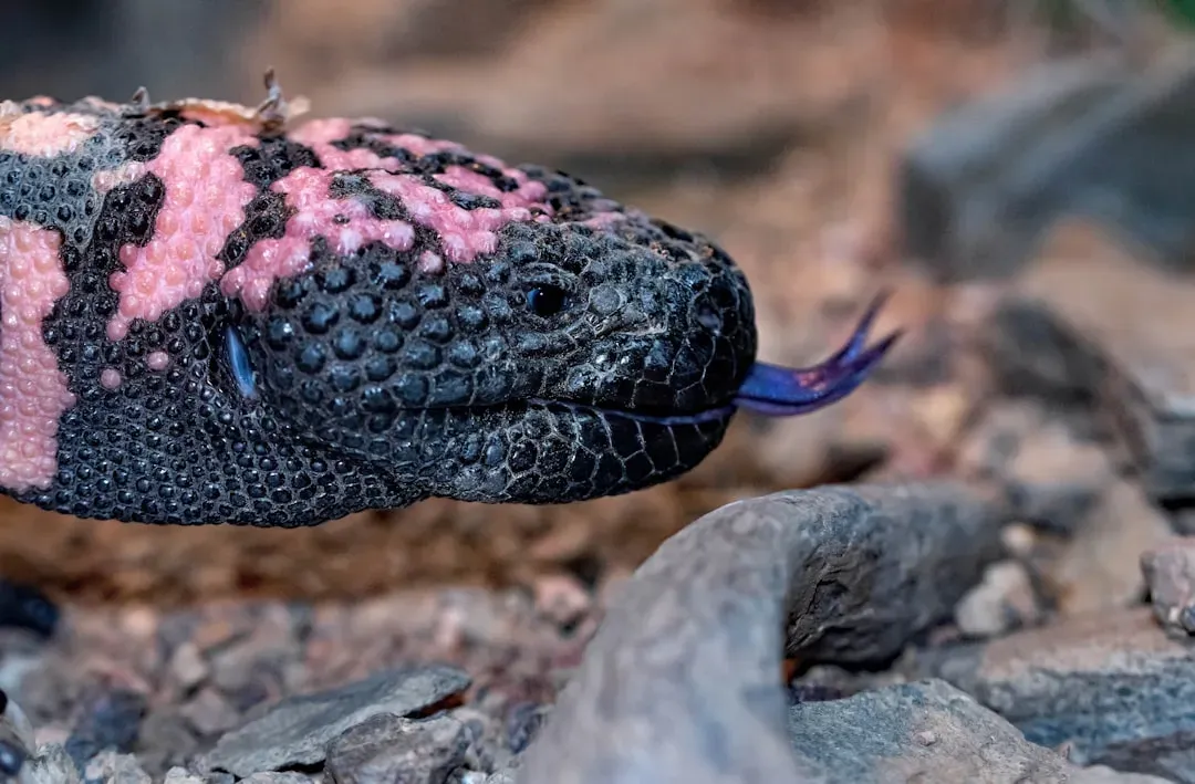 4. The Gila Monster: Slow, Stubborn, and Venomous to the Bone (Image Credits: Unsplash)