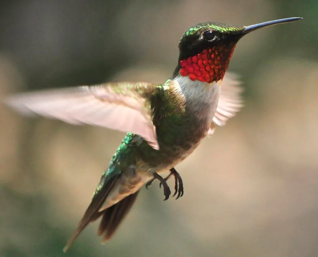 #9 - The Throat Feathers That Aren't Actually Red (jeffreyw, Flickr, CC BY 2.0)