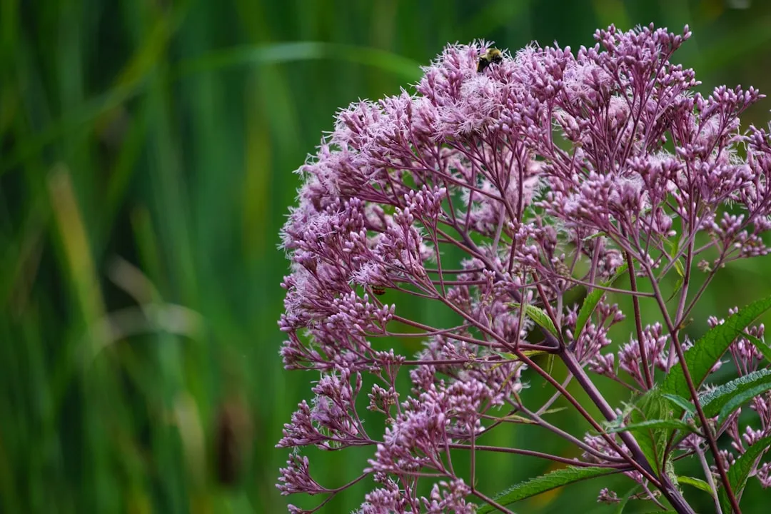 #4 - Joe-Pye Weed and Ironweed Towers for Butterflies and Perching Birds (Image Credits: Unsplash)