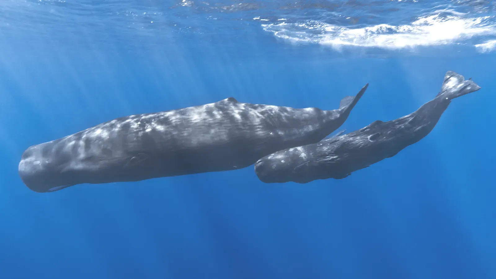 A Once-in-a-Lifetime Observation in the Atlantic (This file was derived from:  Mother and baby sperm whale.jpg:, CC BY-SA 2.0)