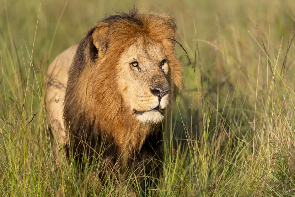 #8 - "Lazy" Male Lions Are Actually the Pride's Enforcers (Image Credits: Pexels)