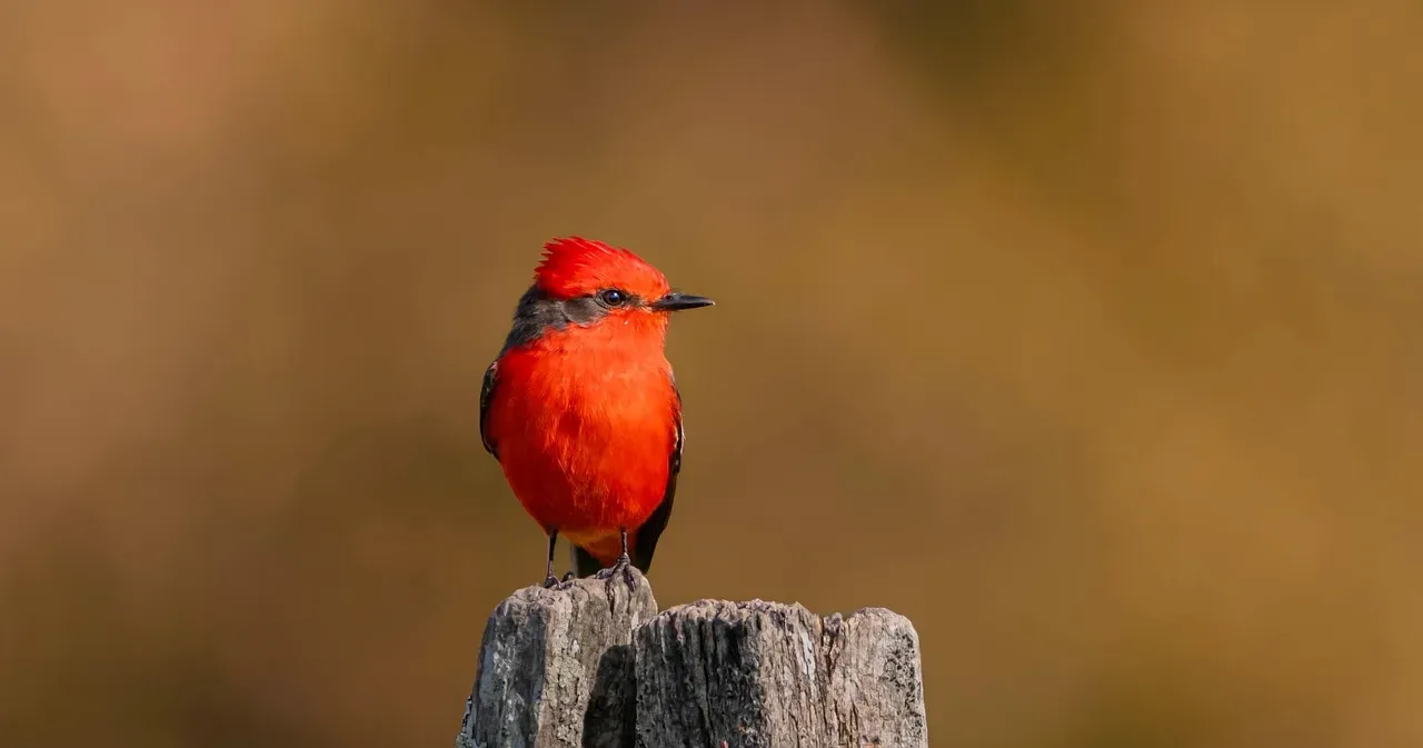 1. The Vermilion Flycatcher: A Flash of Fire on Your Fence (Image Credits: Pixabay)