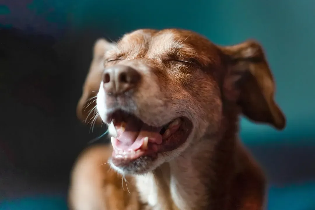 #1: Dogs Have the Brain Architecture for Real Emotional Experience (Image Credits: Unsplash)
