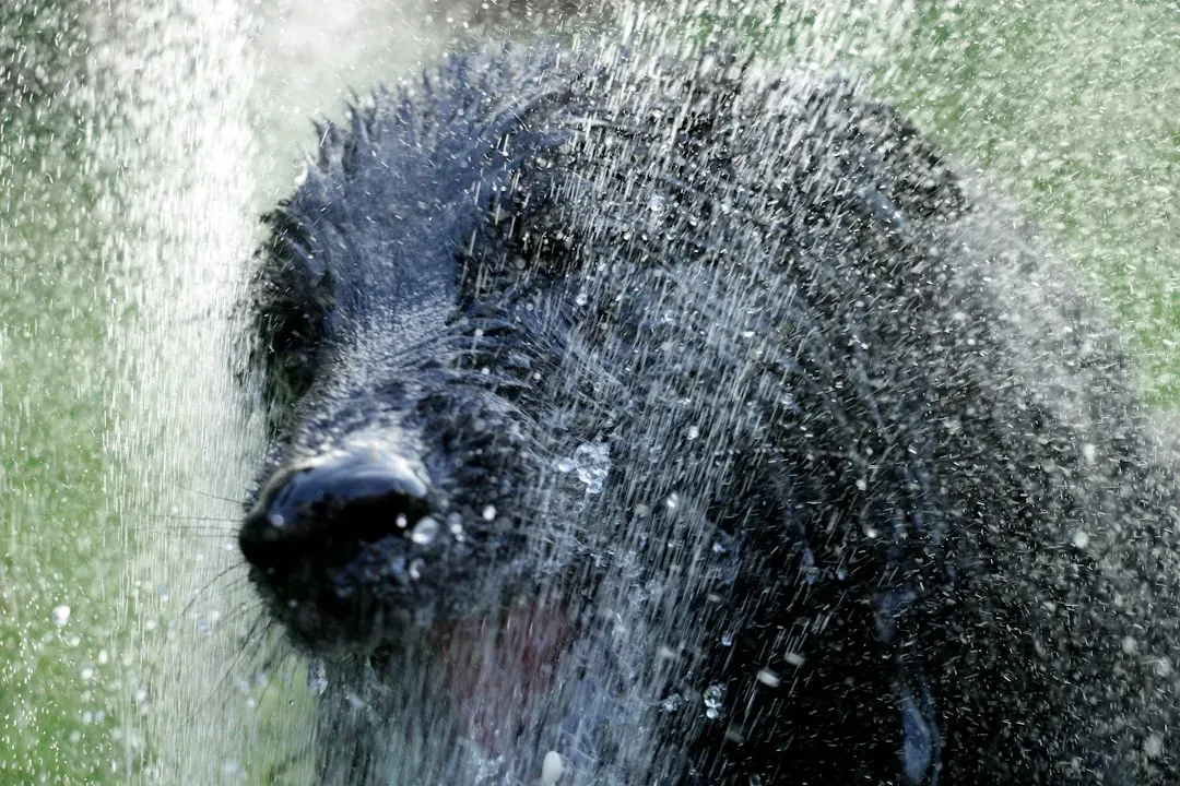 Deploy Bear Spray at the Right Moment (Image Credits: Unsplash)