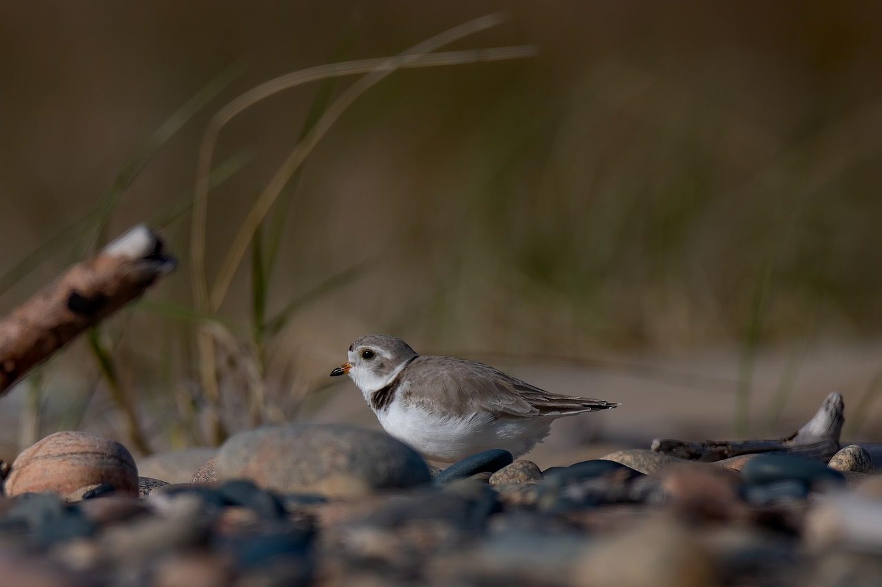 Lake Erie's Western Basin: Haven for Endangered Plovers (Image Credits: Pixabay)