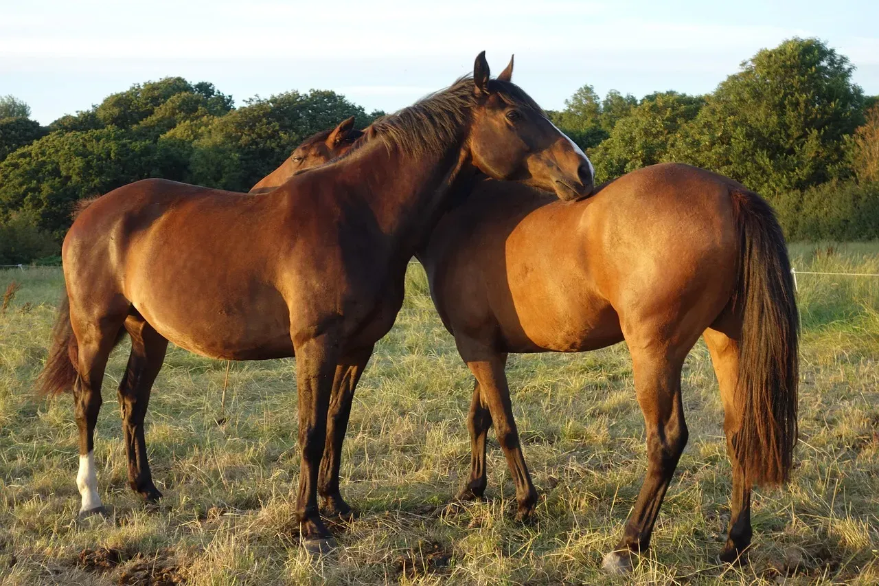 Horses Teach You a Kind of Patience You Cannot Learn Anywhere Else (Image Credits: Pixabay)