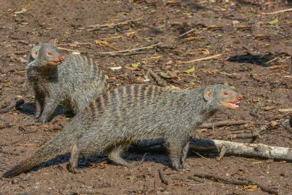 Banded Mongooses Using Anvils for Hard Prey (Image Credits: Pexels)