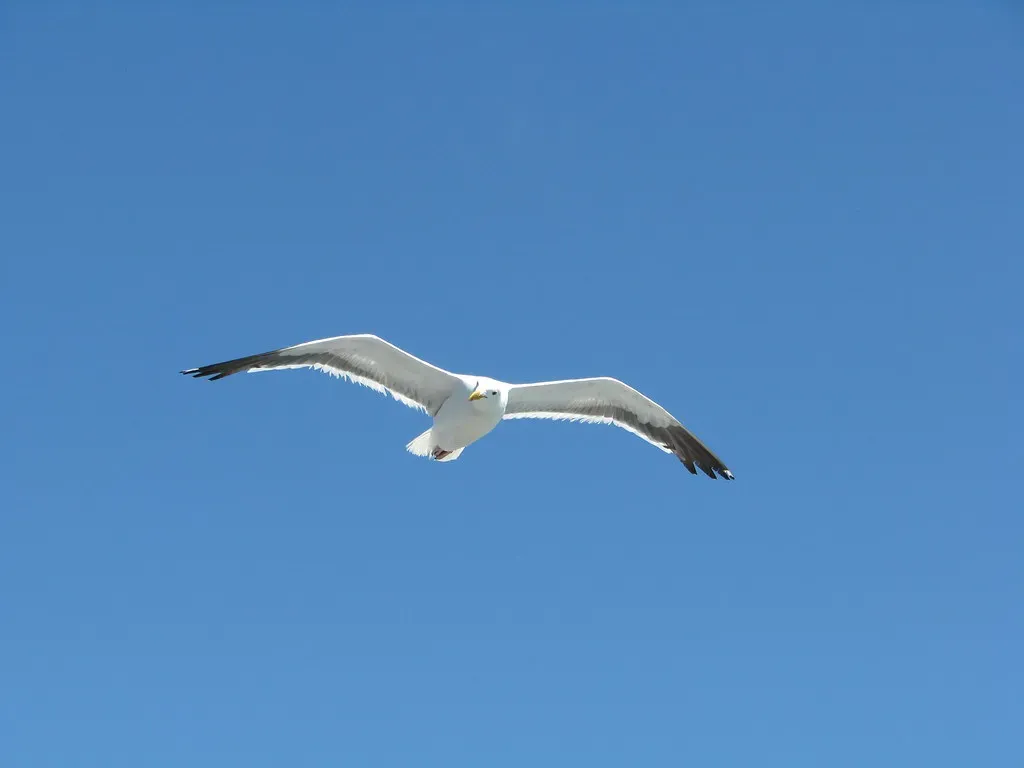 Pisces (February 19 &ndash; March 20): The Seagull (Image Credits: Flickr)