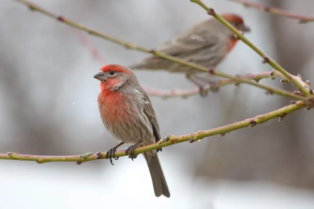 #5 House Finches Expanded Across the Country (Image Credits: Unsplash)