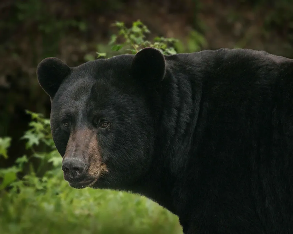 7. Bears Are Simply Tough, Adaptable Survivors (Image Credits: Rawpixel)