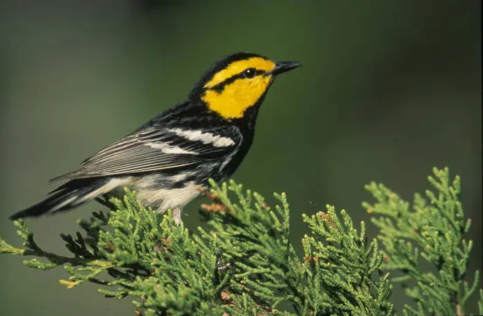 The Golden-cheeked Warbler: Texas's Own Endemic (Image Credits: Flickr)