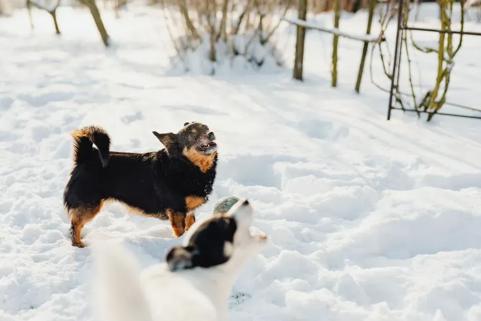 Sharp High Pitched Barks During Gentle Play (Image Credits: Pexels)