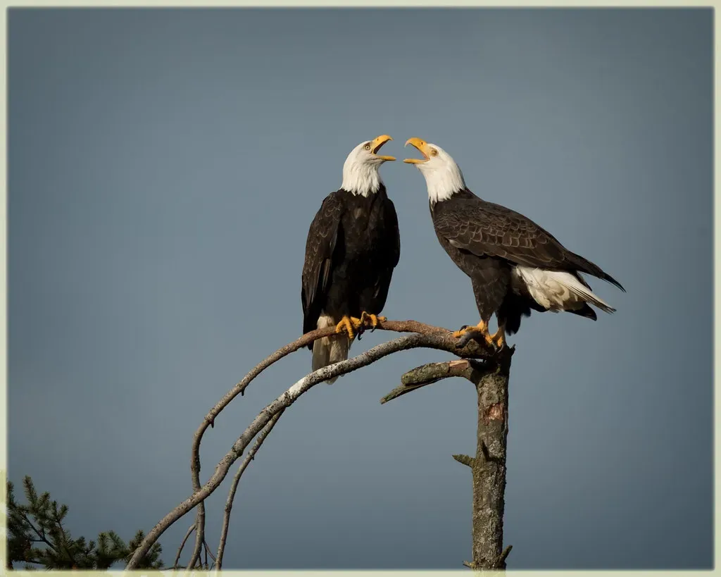 The Female's Unique Mating Call (Image Credits: Flickr)