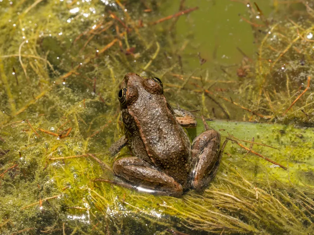 1. The Wood Frog's Freeze-and-Thaw Superpower (Image Credits: Unsplash)