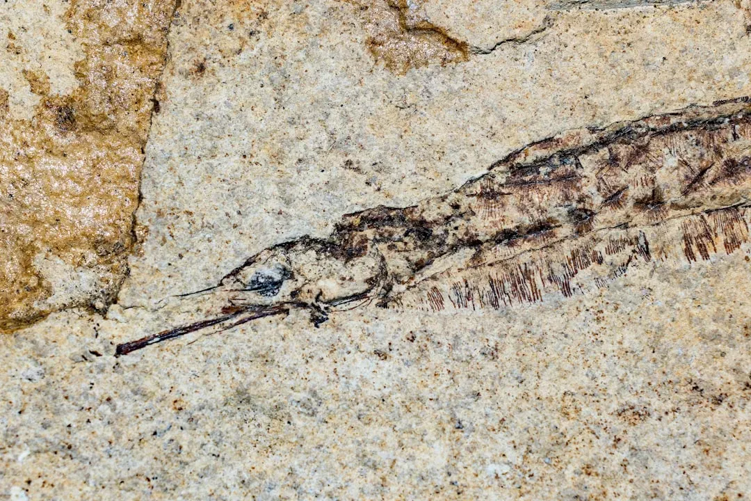 A 280-Million-Year Window Into Insect Evolution (Image Credits: Unsplash)
