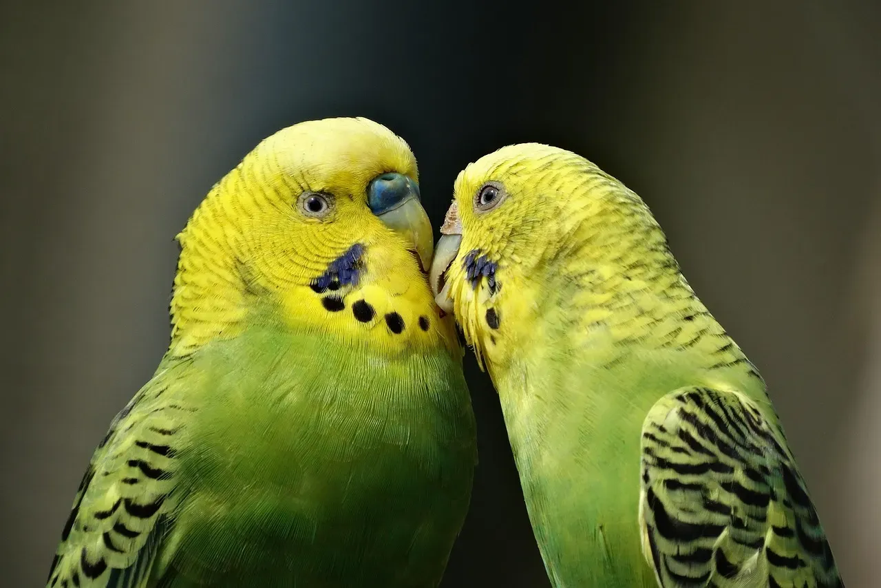 3. Budgerigars (Budgies): Big Personality, Tiny Footprint (Image Credits: Pixabay)
