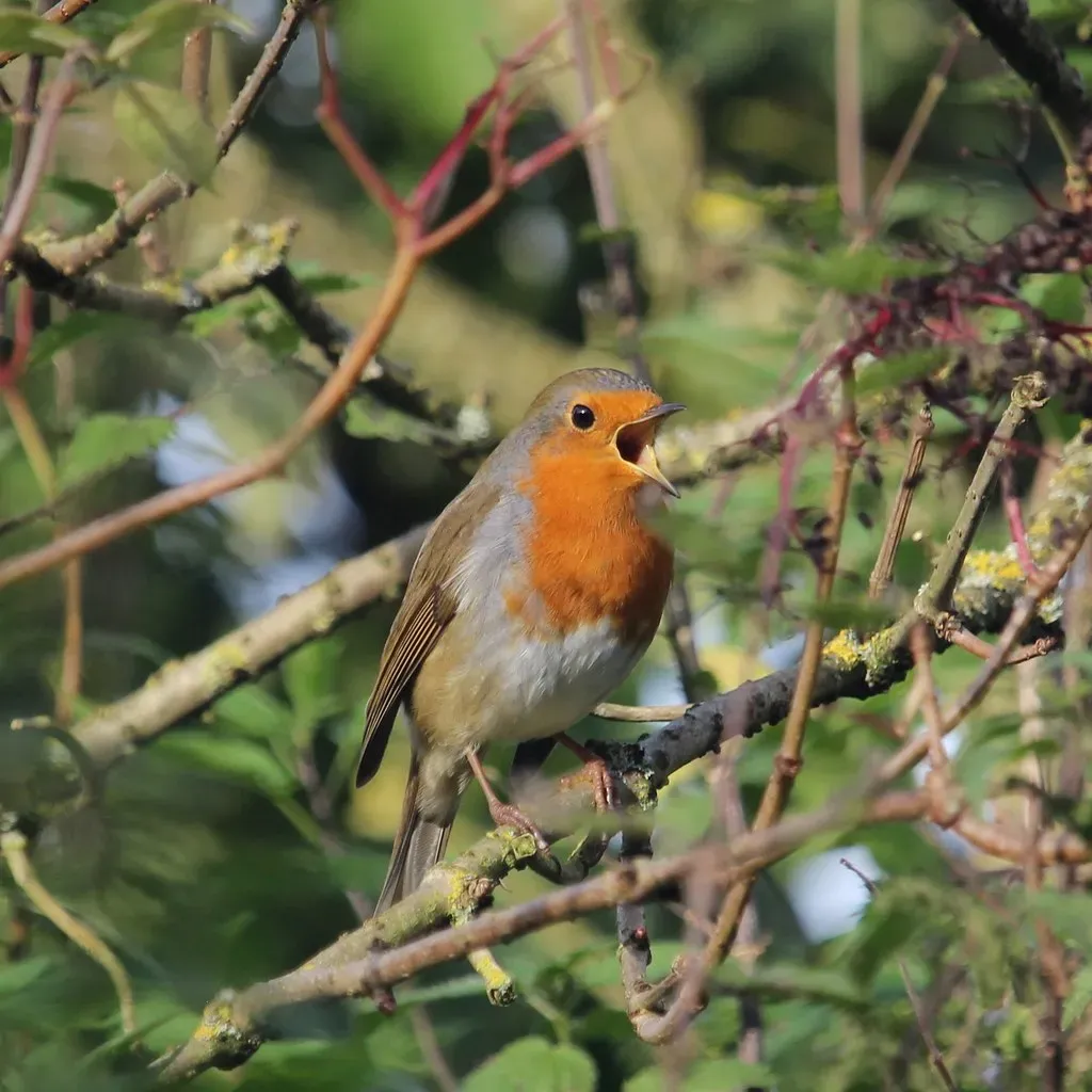 Conclusion: Tuning Into Nature's Daily Concert (Image Credits: Flickr)