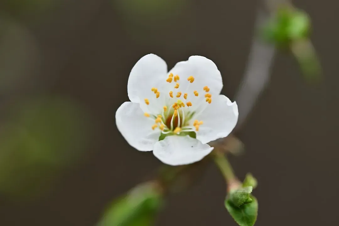 Louisiana Magnolia: Southern Grandeur and Fragrant Memories (Image Credits: Unsplash)