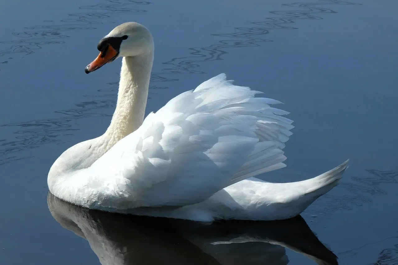 Your Spirit Animal Is a Mirror, Not a Label (Image Credits: Pixabay)