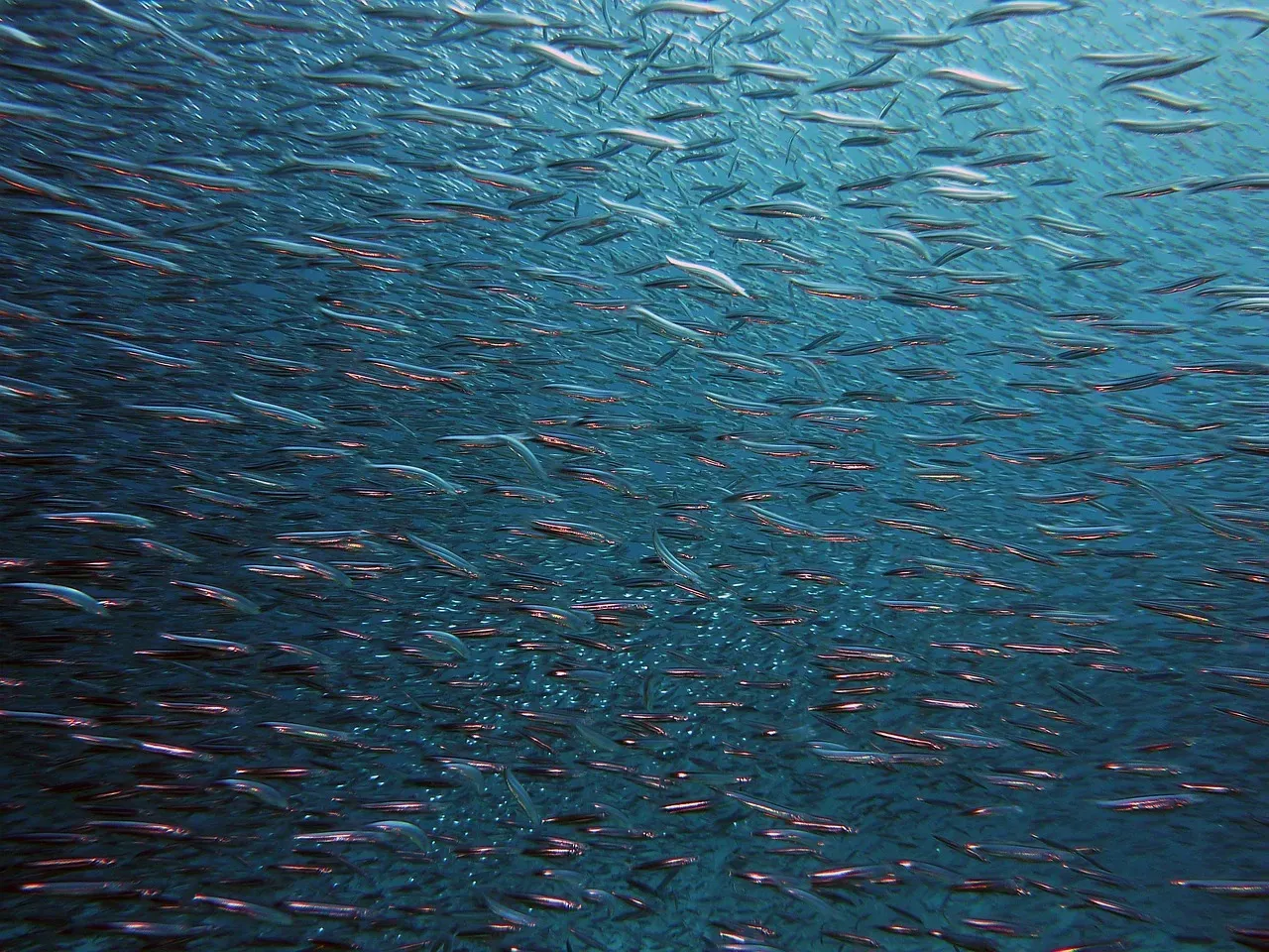 14. Schooling Fish: The Fountain Effect and the Power of Many (Image Credits: Pixabay)