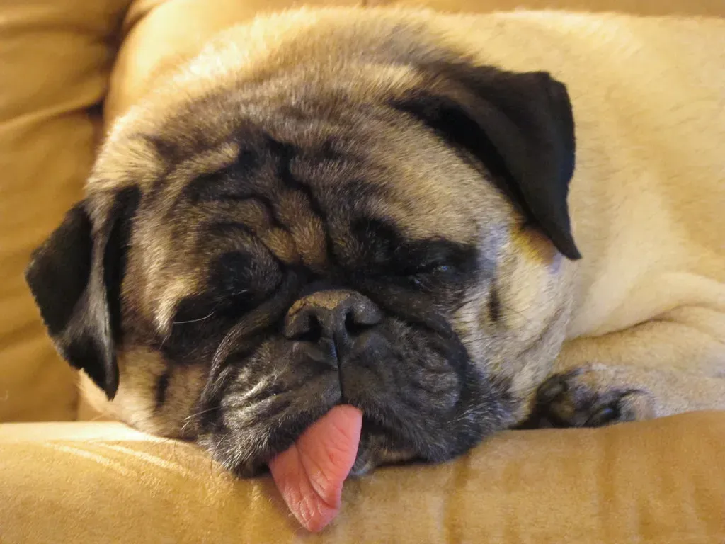 7. Pug: The Snuffling, Snoring, Soul of Serenity (waitscm, Flickr, CC BY 2.0)