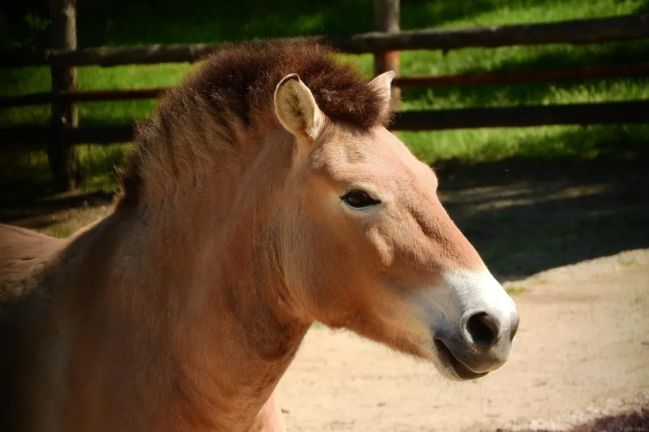 The Przewalski's Horse: Earth's Last True Wild Horses (Image Credits: Pixabay)